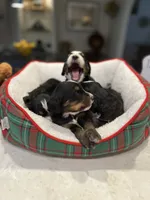 Bernie, a male Bernedoodle for sale in Palm Springs, CA – Photo 8 of 8