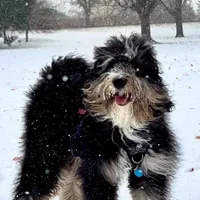 Bernie, a male Bernedoodle for sale in Palm Springs, CA – Photo 2 of 5