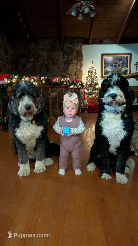 Bernie, a male Bernedoodle for sale in Palm Springs, CA – Photo 1 of 5