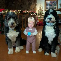 Bernie, a male Bernedoodle for sale in Palm Springs, CA – Photo 1 of 5