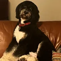 Bernie, a male Bernedoodle for sale in Palm Springs, CA – Photo 3 of 5
