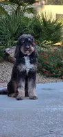 Bernie, a male Bernedoodle for sale in Palm Springs, CA – Photo 3 of 8