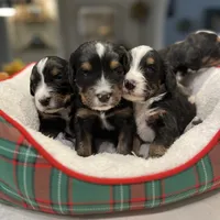 Bernie, a male Bernedoodle for sale in Palm Springs, CA – Photo 4 of 5
