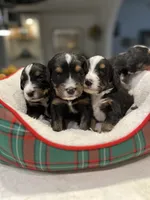 Bernie, a male Bernedoodle for sale in Palm Springs, CA – Photo 7 of 8