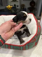 Bernie, a male Bernedoodle for sale in Palm Springs, CA – Photo 5 of 8
