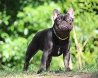 Cherry, a female French Bulldog for sale in Jacksonville, FL – 2 of 2