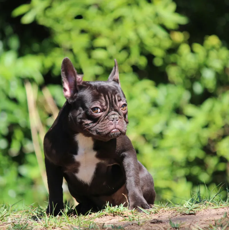 Fudge – French Bulldog puppy for sale in Jacksonville, FL