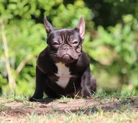 Fudge, a female French Bulldog for sale in Jacksonville, FL – Photo 2 of 2
