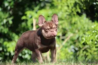 Graham , a male French Bulldog for sale in Jacksonville, FL – Photo 5 of 6