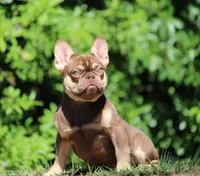 Graham , a male French Bulldog for sale in Jacksonville, FL – Photo 4 of 6