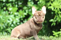 Graham , a male French Bulldog for sale in Jacksonville, FL – Photo 6 of 6