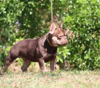 Graham , a male French Bulldog for sale in Jacksonville, FL – Photo 2 of 6