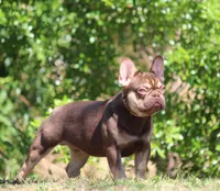 Graham , a male French Bulldog for sale in Jacksonville, FL – Photo 3 of 6