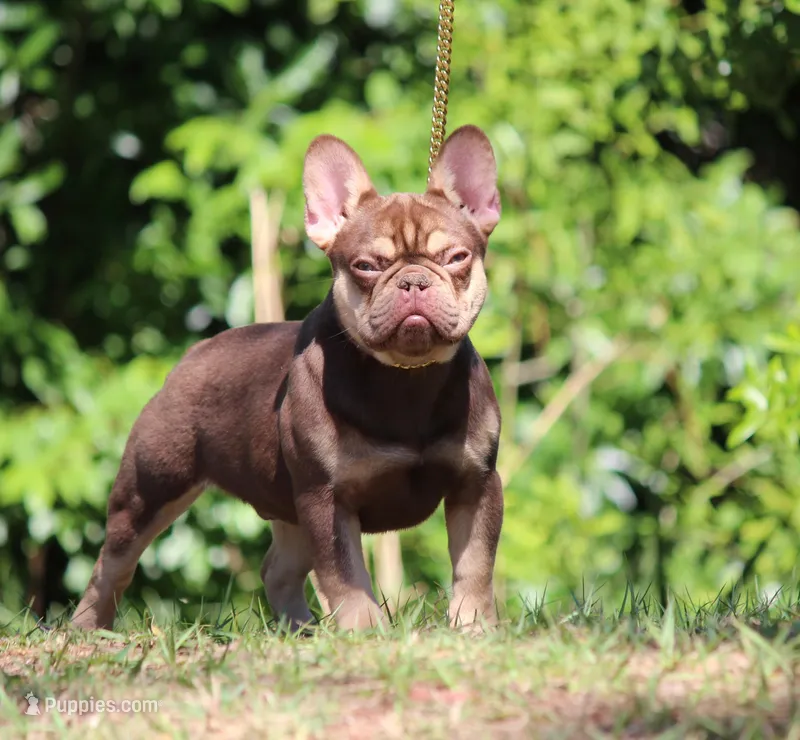 Graham  – French Bulldog puppy for sale in Jacksonville, FL