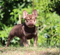 Graham , a male French Bulldog for sale in Jacksonville, FL – Photo 1 of 6