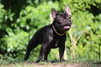 Cherry, a female French Bulldog for sale in Jacksonville, FL – 1 of 2