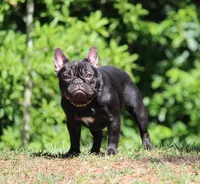 Izzy, a female French Bulldog for sale in Jacksonville, FL – Photo 1 of 2