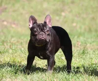 Izzy, a female French Bulldog for sale in Jacksonville, FL – Photo 2 of 2