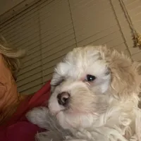 Female 2, a female Havapoo for sale in Fountain Inn, SC – 5 of 5
