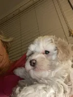 Female 2, a female Havapoo for sale in Fountain Inn, SC – Photo 5 of 5