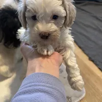 Female 2, a female Havapoo for sale in Fountain Inn, SC – 1 of 5