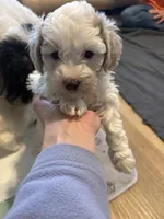 Female 2, a female Havapoo for sale in Fountain Inn, SC – Photo 1 of 5