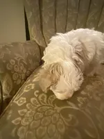 Female 2, a female Havapoo for sale in Fountain Inn, SC – Photo 3 of 5