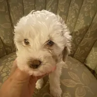 Female 2, a female Havapoo for sale in Fountain Inn, SC – 2 of 5