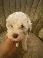 Female 2, a female Havapoo for sale in Fountain Inn, SC – Photo 2 of 5