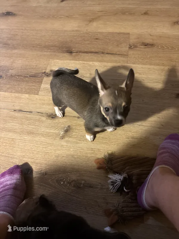 Sweet Boy – Chihuahua puppy for sale in Fountain Inn, SC