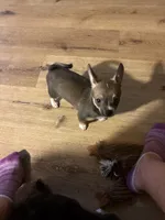 Sweet Boy, a male Chihuahua for sale in Fountain Inn, SC – 1 of 4