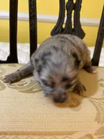 Merle girl, a female Pomeranian for sale in Fountain Inn, SC – Photo 3 of 6