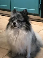 Merle girl, a female Pomeranian for sale in Fountain Inn, SC – Photo 6 of 6