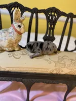 Merle girl, a female Pomeranian for sale in Fountain Inn, SC – Photo 4 of 6