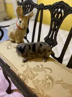 Merle girl, a female Pomeranian for sale in Fountain Inn, SC – Photo 1 of 6