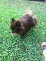 Merle girl, a female Pomeranian for sale in Fountain Inn, SC – Photo 5 of 6