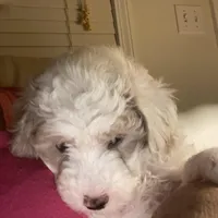 Male 1, a male Havapoo for sale in Fountain Inn, SC – Photo 4 of 7