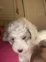 Male 1, a male Havapoo for sale in Fountain Inn, SC – Photo 4 of 7