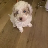 Male 1, a male Havapoo for sale in Fountain Inn, SC – Photo 6 of 7