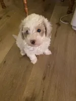 Male 1, a male Havapoo for sale in Fountain Inn, SC – Photo 6 of 7