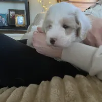 Male 1, a male Havapoo for sale in Fountain Inn, SC – Photo 1 of 7