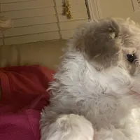 Male 1, a male Havapoo for sale in Fountain Inn, SC – Photo 3 of 7