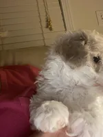 Male 1, a male Havapoo for sale in Fountain Inn, SC – Photo 3 of 7