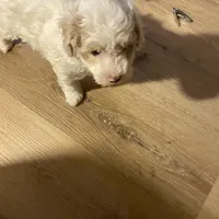 Male 1, a male Havapoo for sale in Fountain Inn, SC – Photo 5 of 7