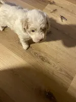 Male 1, a male Havapoo for sale in Fountain Inn, SC – Photo 5 of 7