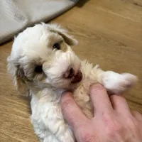 Male 1, a male Havapoo for sale in Fountain Inn, SC – Photo 2 of 7