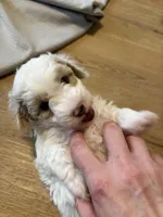 Male 1, a male Havapoo for sale in Fountain Inn, SC – Photo 2 of 7