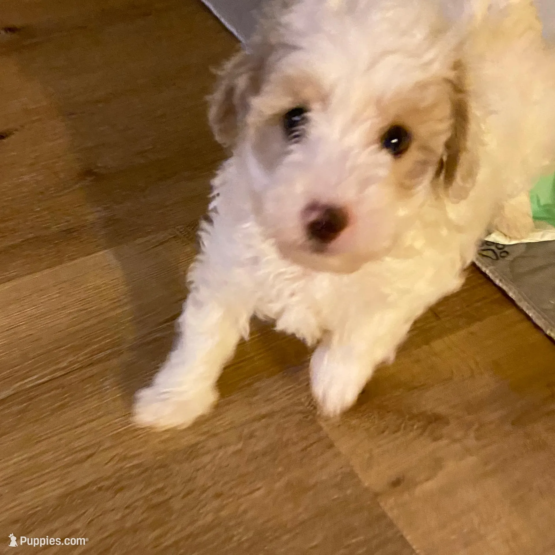 Male 1, a male Havapoo for sale in Fountain Inn, SC – Photo 7 of 7