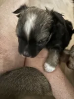 Long Hair Male 3, a male Chihuahua for sale in Fountain Inn, SC – 3 of 4