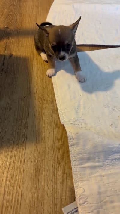Sweet Boy, a male Chihuahua for sale in Fountain Inn, SC – 3 of 4